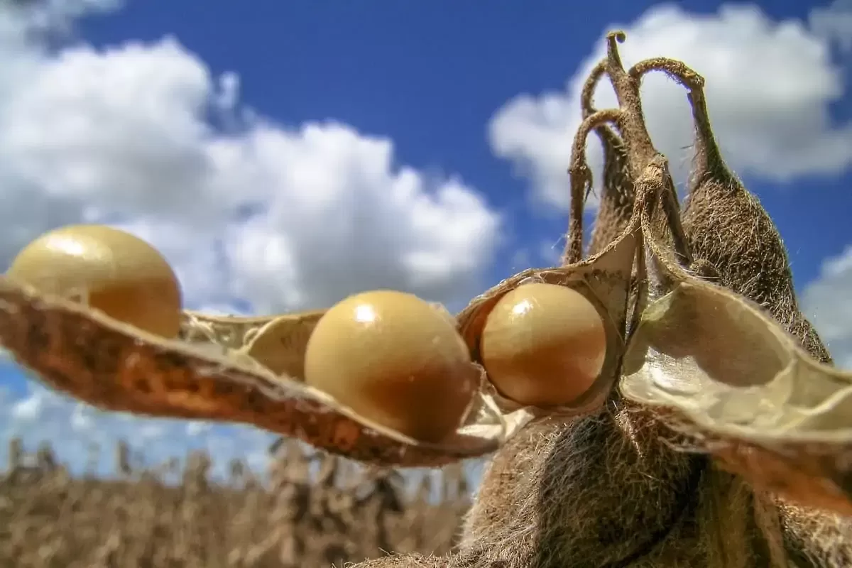 Veja como o relatório do USDA afetou os preços da soja no Brasil