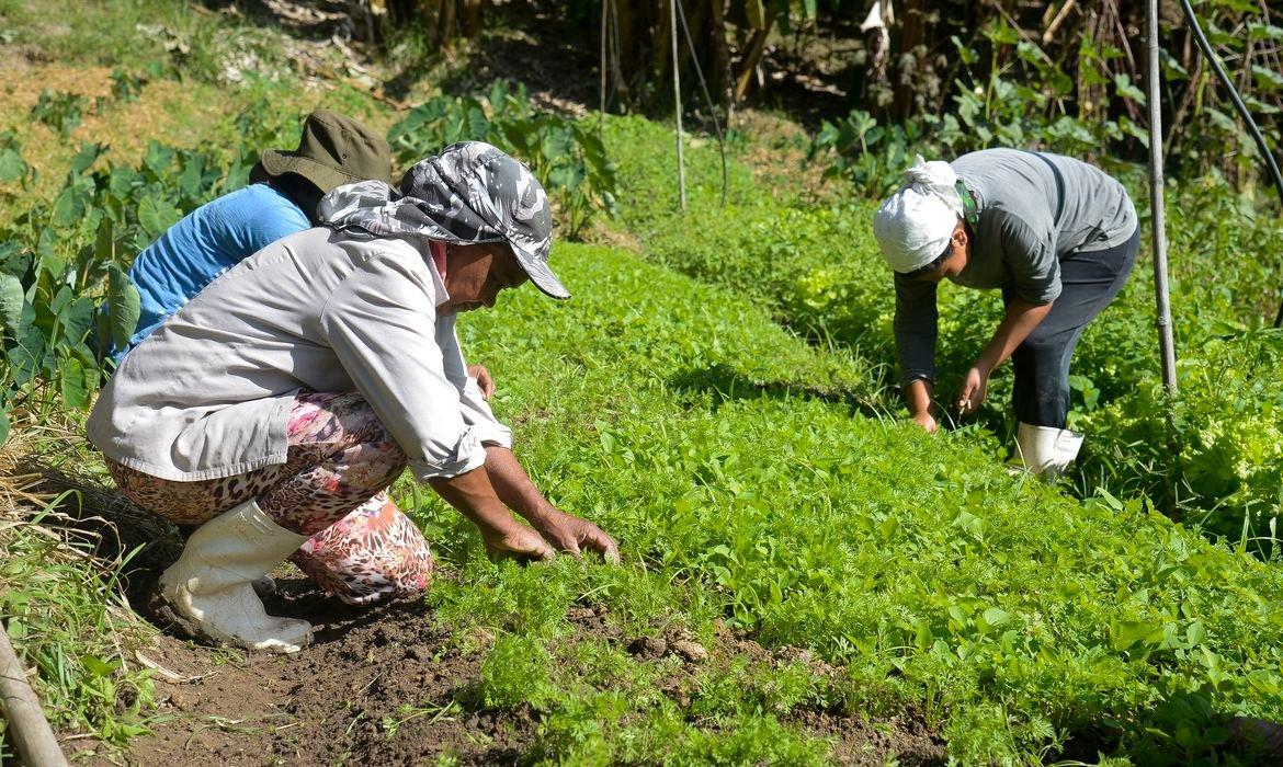 Agricultura familiar: projeto prioriza mulher em linhas de crédito