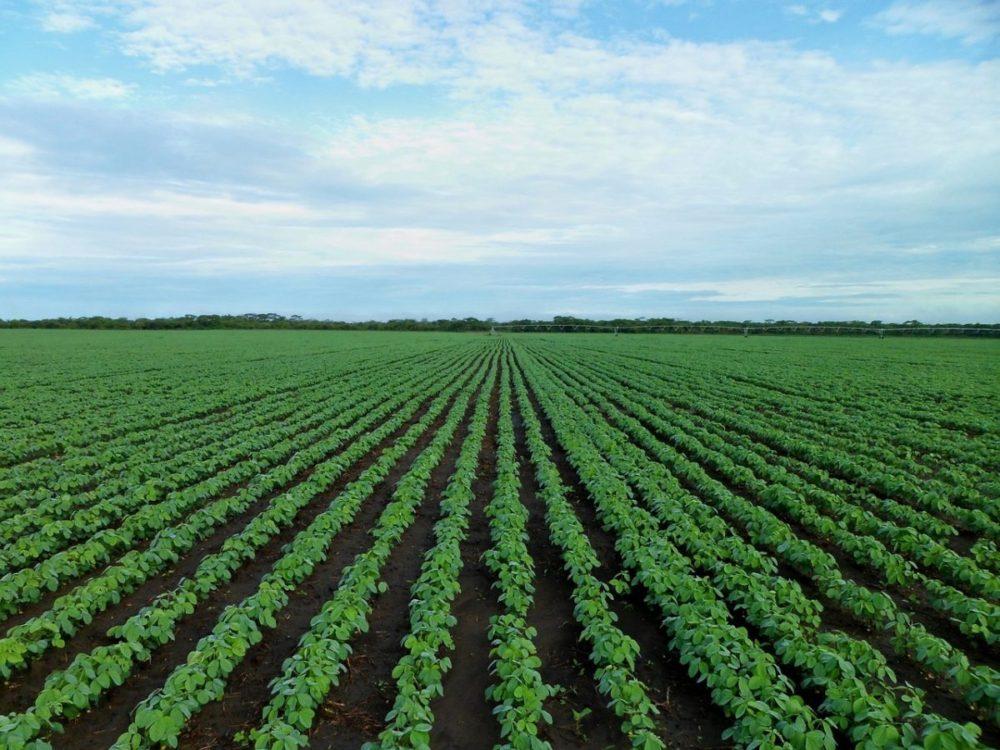 AGRURAL: Com excesso de chuva em algumas áreas, plantio de soja chega a 3,8% no Brasil