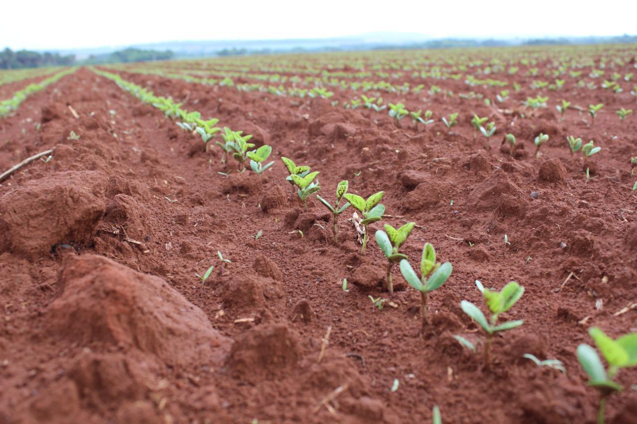AgRural: Plantio de soja salta 6 mi de ha em uma semana e vai a 24% da área no Brasil