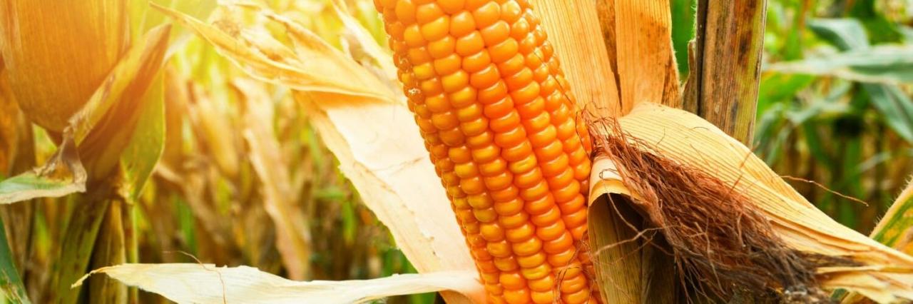 B3 sente pressão de baixa e milho recua nesta 5ªfeira