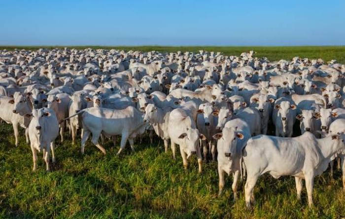 Boi gordo: pressão de queda parece perder força, mas alta na arroba ainda é um sonho para os pecuaristas