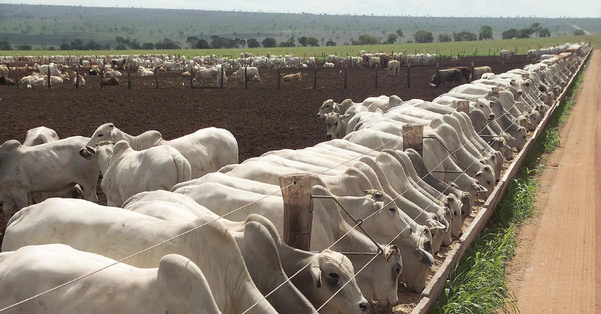 Boi gordo: semana encerra com esperança de uma arroba mais firme daqui para frente