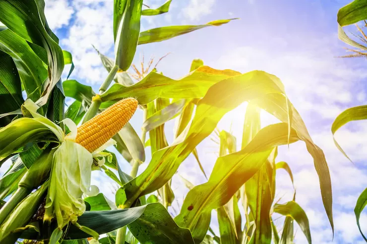 Em espera pelo USDA, milho abre a 3ªfeira levemente recuado em Chicago