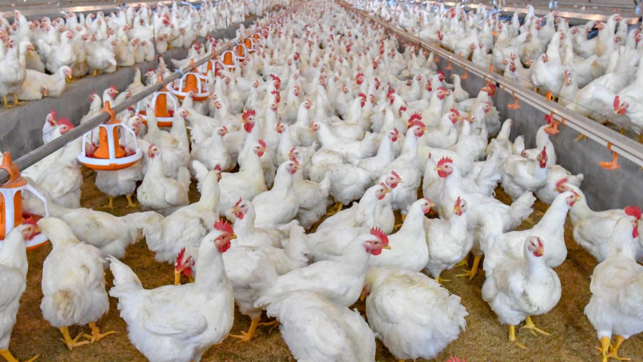 Frango: preço da ave congelada e da resfriada registram baixa nesta segunda-feira (24)