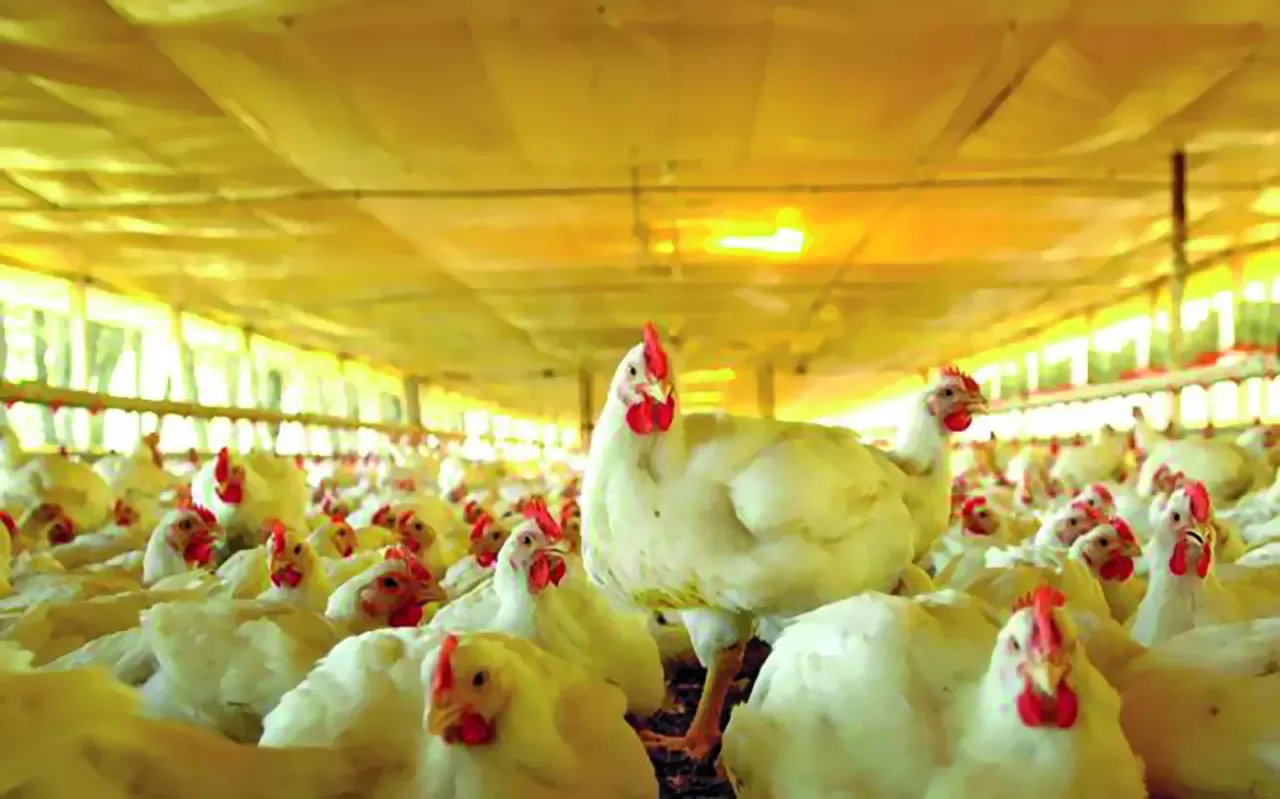 Frango: preços ficam mistos nesta quinta-feira (13), e ave congelada ou resfriada em SP passam dos R$ 8,00/kg