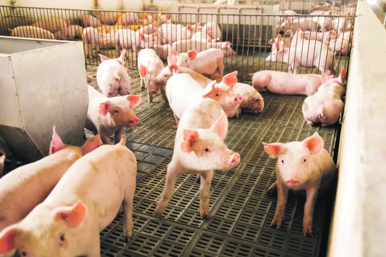 Mercado de suínos tem preços em campo misto no encerramento desta quinta-feira (13)