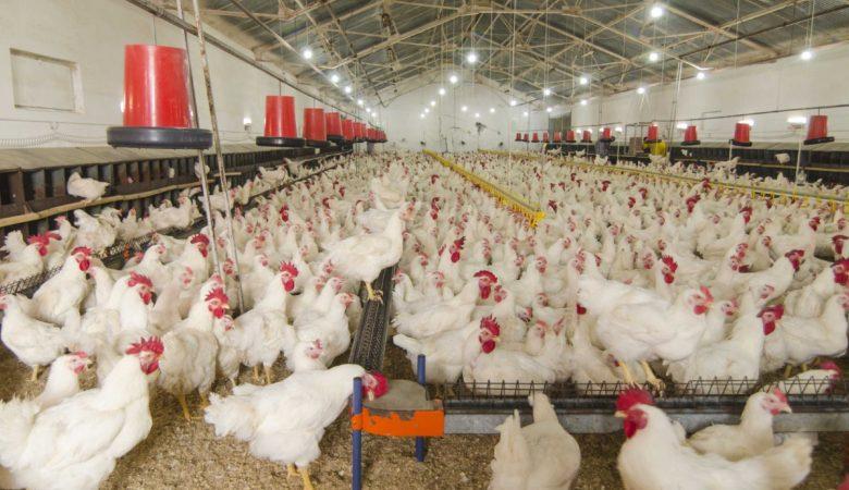 Mercado do frango com preços mostrando altas incipientes nesta quinta-feira (6)
