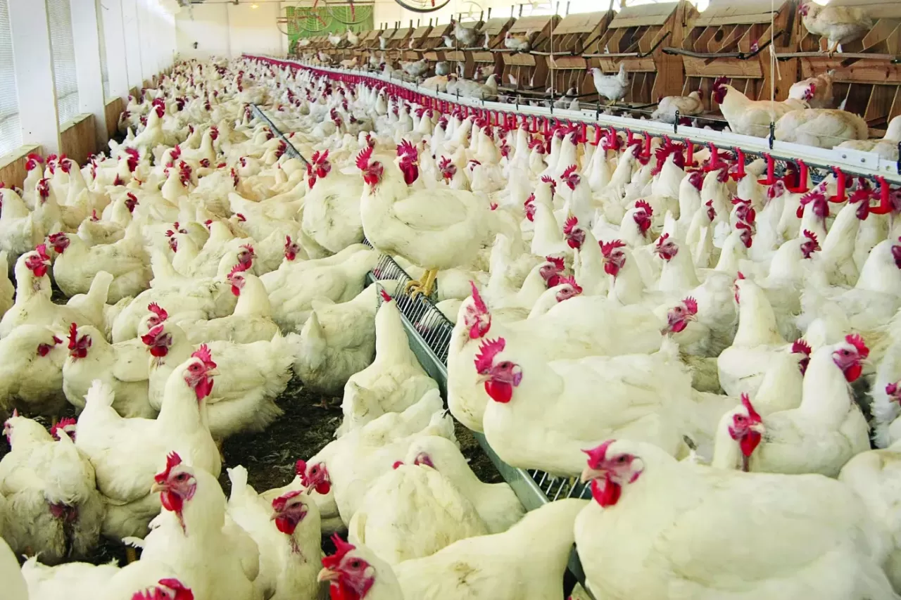 Mercado do frango encerra a quarta-feira (5) com cotações, em grande parte, estáveis