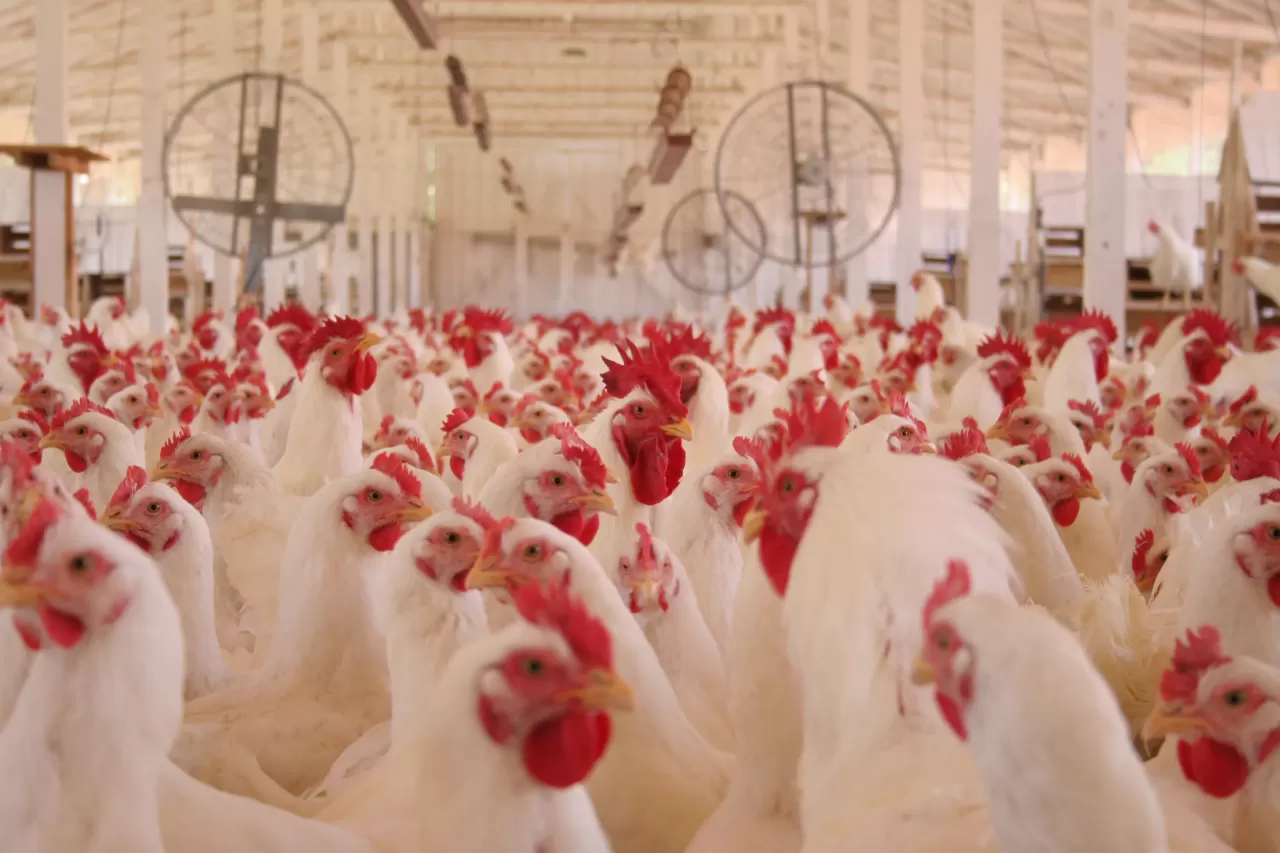 Mercado do frango fecha a segunda-feira (3) morno, com leves quedas para a ave congelada ou resfriada em SP