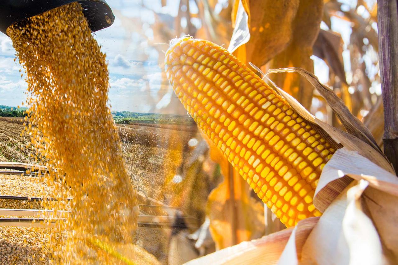 Milho abre a 2ªfeira subindo mais de 2% em Chicago