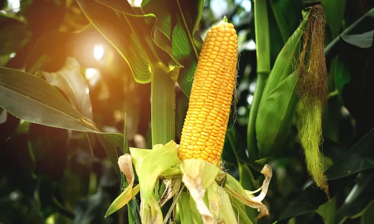 Milho fecha estável em Chicago nesta 4ª, apesar de números altistas do novo USDA