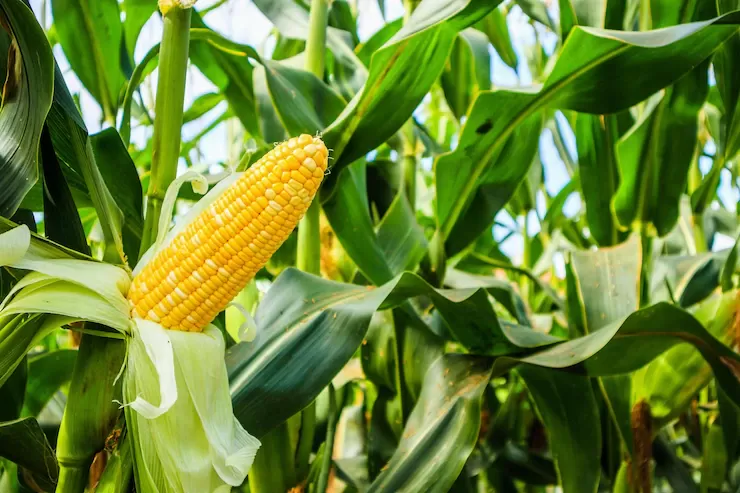 Milho sobe na B3 nesta 5ªfeira e mercado se torna mais favorável ao produtor