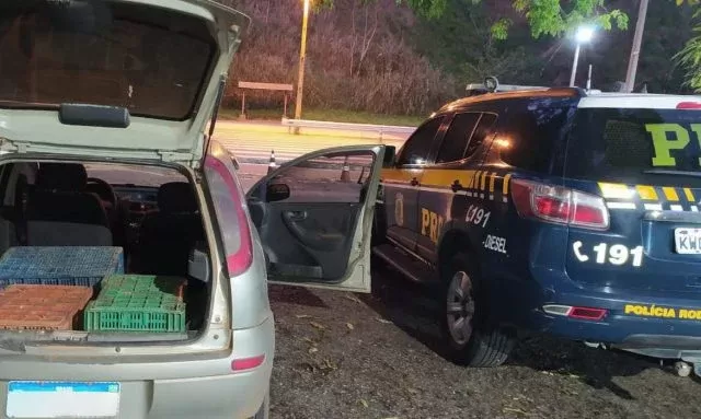 Polícia resgata papagaios presos em caixas de papelão