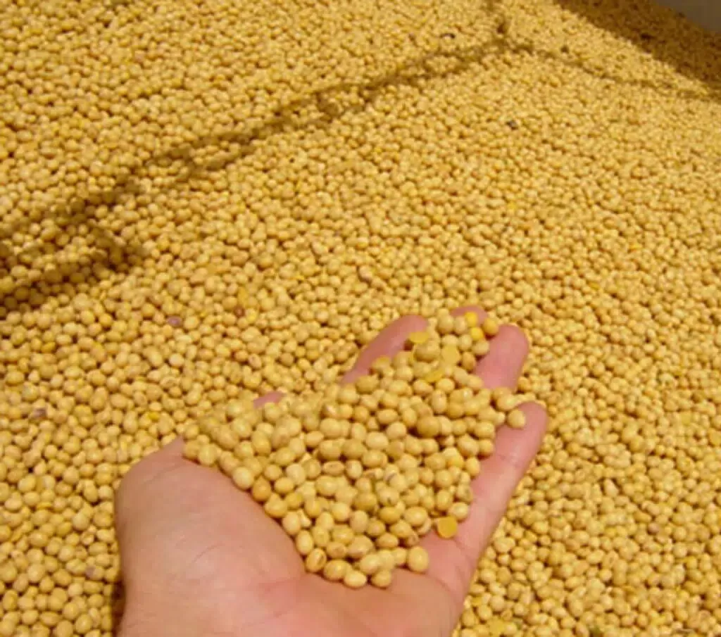 Preços da soja no Brasil terminam a semana em alta