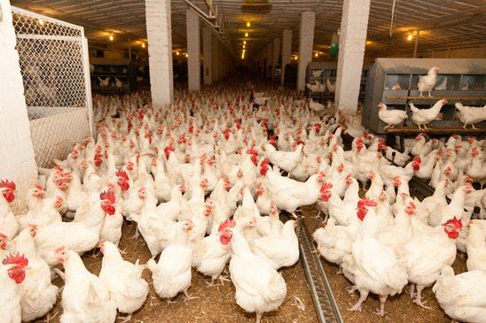 Preços do frango, na maioria estáveis nesta terça-feira (4), mas ave no atacado de SP sobe 0,68%