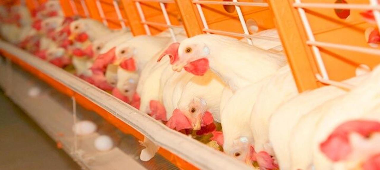 Quarta-feira (19) de preços estáveis ou em queda para o frango; ave no atacado de SP caiu 1,94%