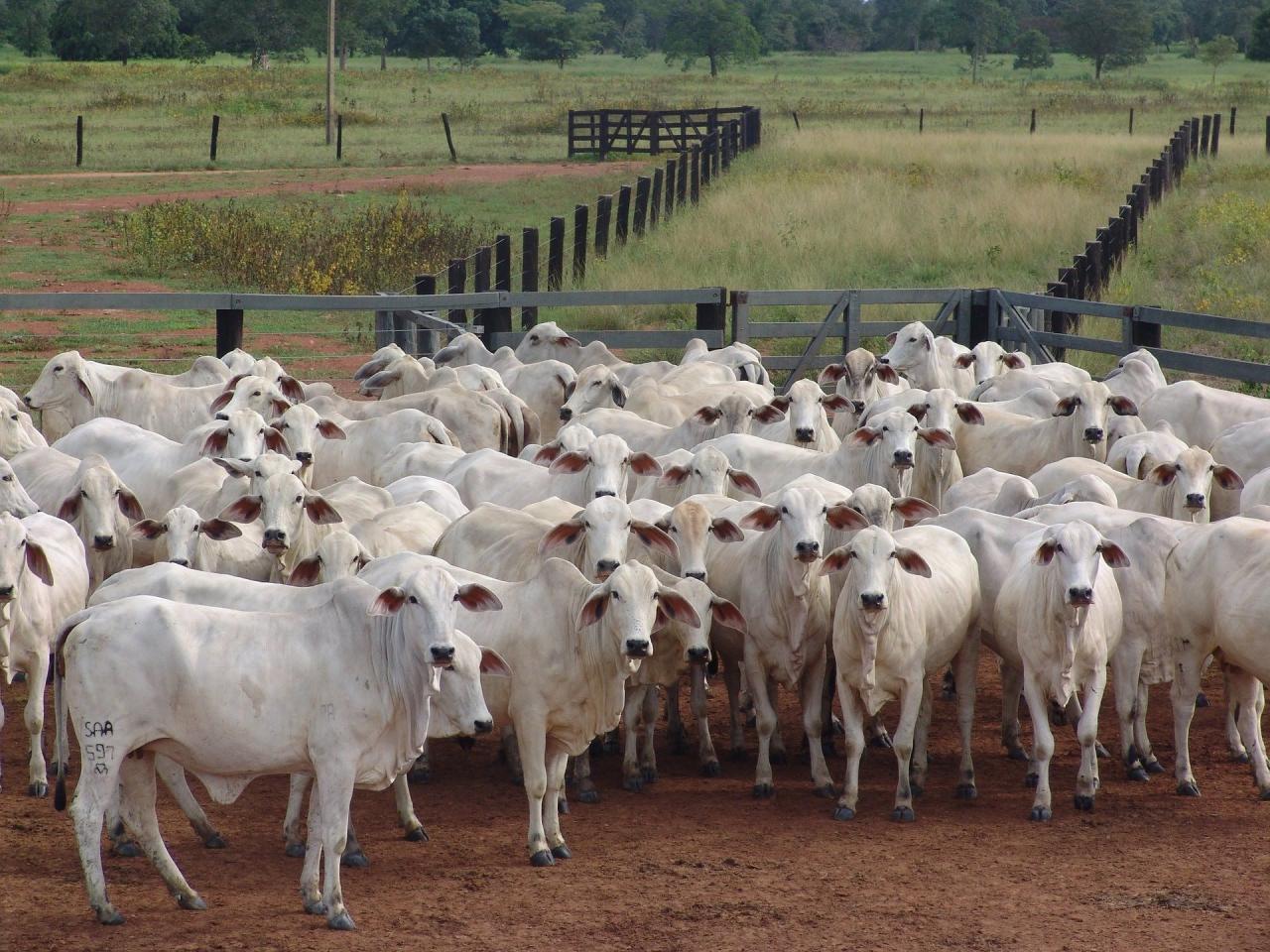 Queda da arroba bovina e salto na exportação elevam margens de frigoríficos no Brasil