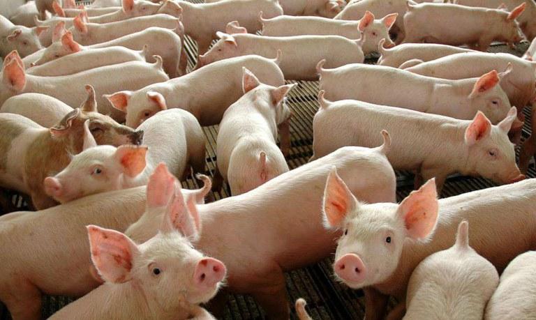 Quinta-feira (20) de preços estáveis no mercado de suínos; animal vivo em SP teve leve alta