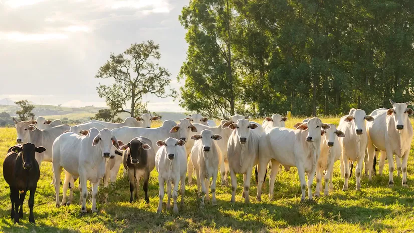 Semana termina com a consolidação da tendência de baixa nos preços do boi gordo