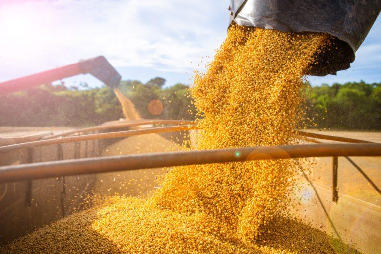 Soja: Brasil segue com poucos negócios diante de baixas em Chicago e tímida alta do dólar nesta 4ª