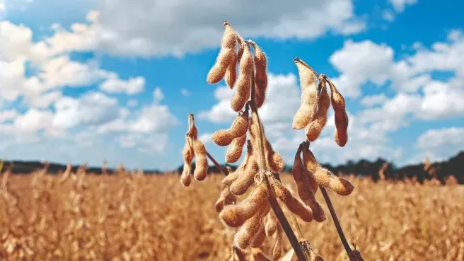 Soja/Cepea: Baixa demanda externa pressiona cotação da soja
