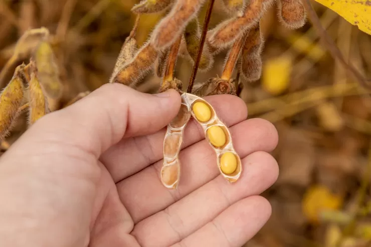 Soja realiza lucros em Chicago nesta 3ª feira e já se prepara para novos dados do USDA