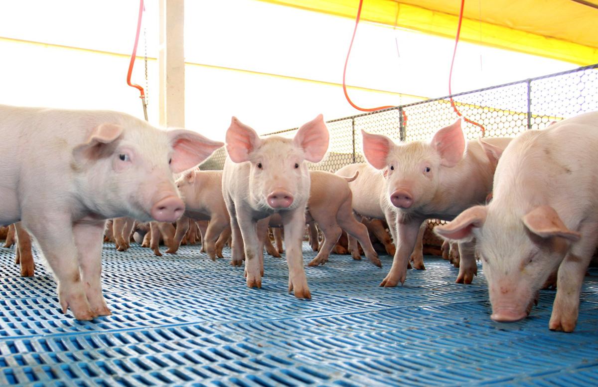 Suíno vivo em São Paulo tem alta de preço de 5,06%, alcançando R$ 7,47/kg nesta quarta-feira (19)