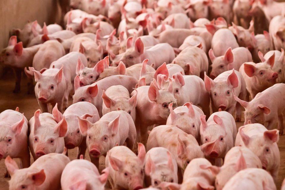Suinocultura independente: mesmo na segunda quinzena do mês, preços melhoram