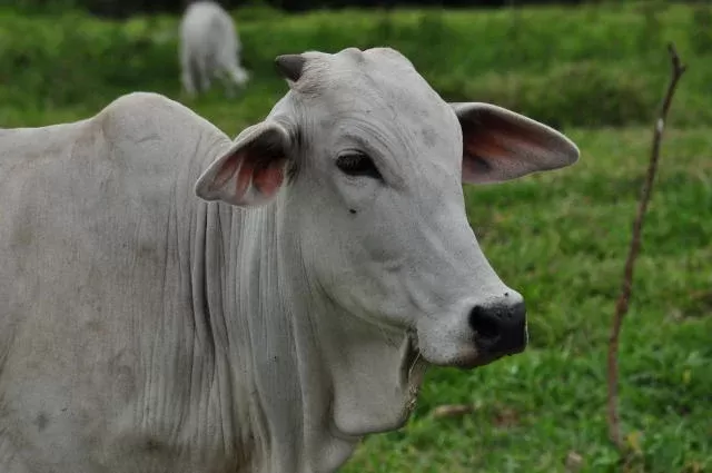 Véspera de feriado é marcada por fragilidade nos preços do boi gordo em diversas praças brasileiras