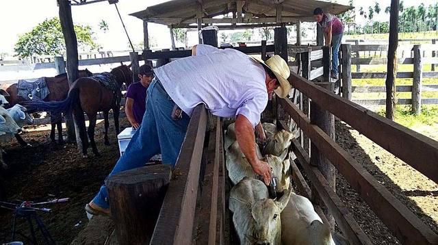 Brasil e Paraguai assinam acordo para ações na área de saúde animal