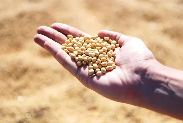 Comercialização da soja é fraca e preços ficam de estáveis a mais baixos