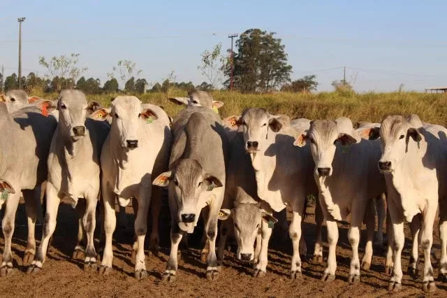 Escassez de boiadas gordas eleva o preço da arroba nas praças paulistas