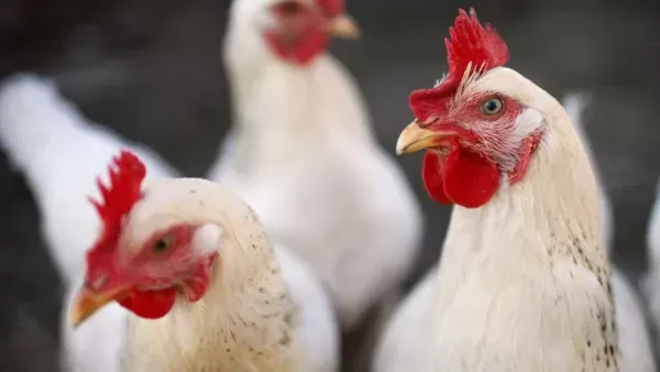 Faturamento por média diária nas exportações de carne de frango crescem quase 44% neste início de novembro em relação ao mesmo mês de 2021