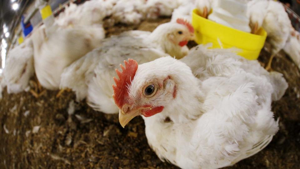 Frango congelado ou resfriado cai 0,12% nesta quarta-feira (22)