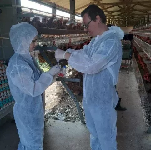 Mapa faz alerta sobre influenza aviária após casos na Colômbia