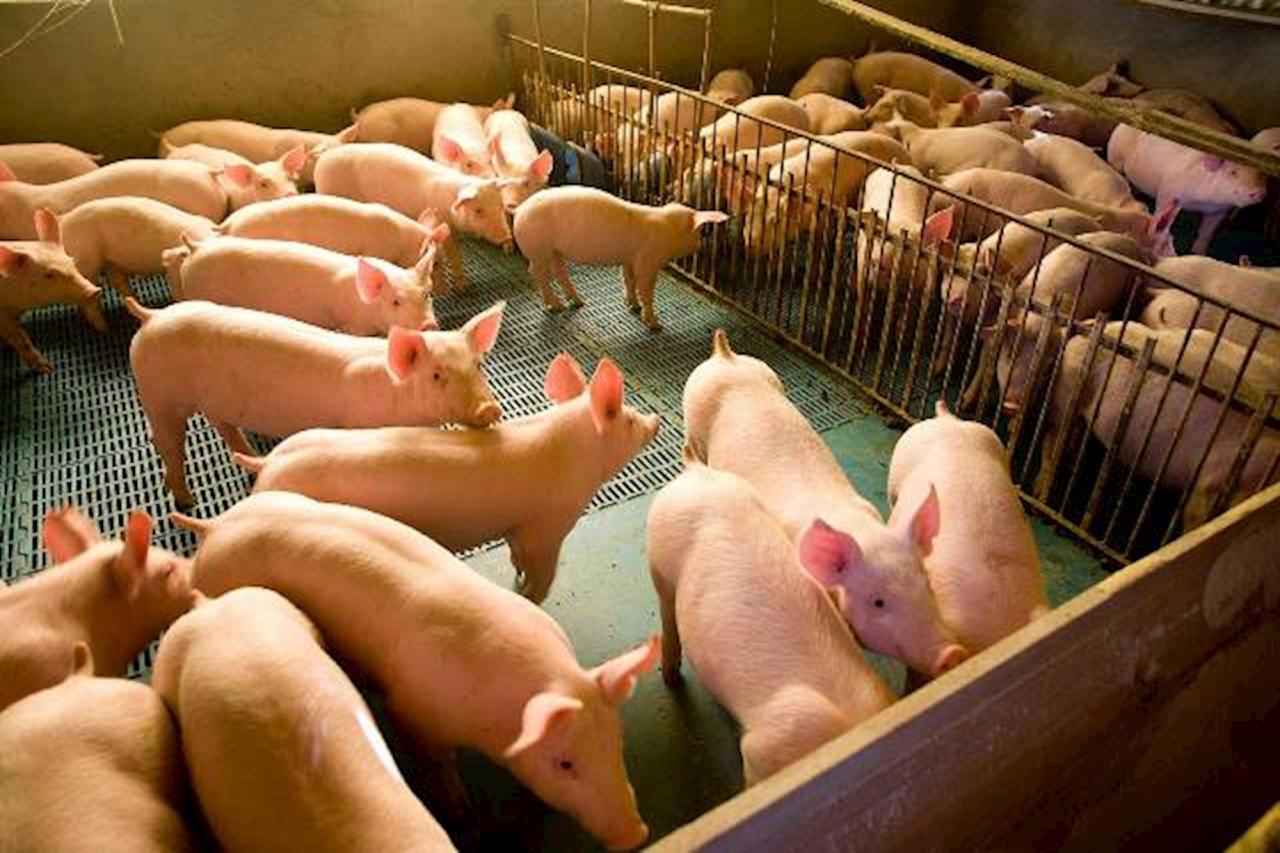 Mercado de suínos retorna do feriado nesta quarta-feira (16) com cotações mistas