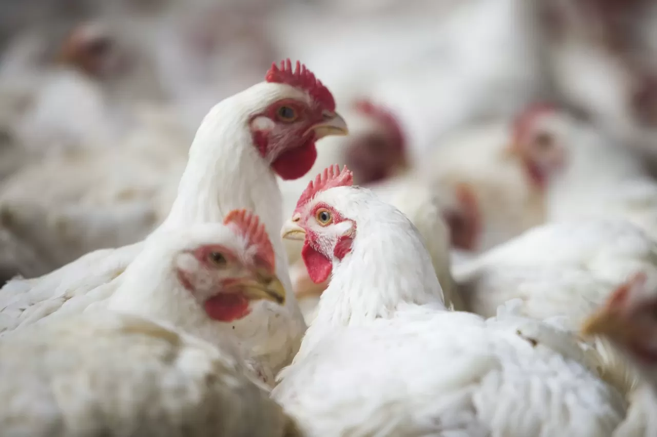Mercado do frango termina a segunda-feira (14) em campo misto, mas com alterações pequenas