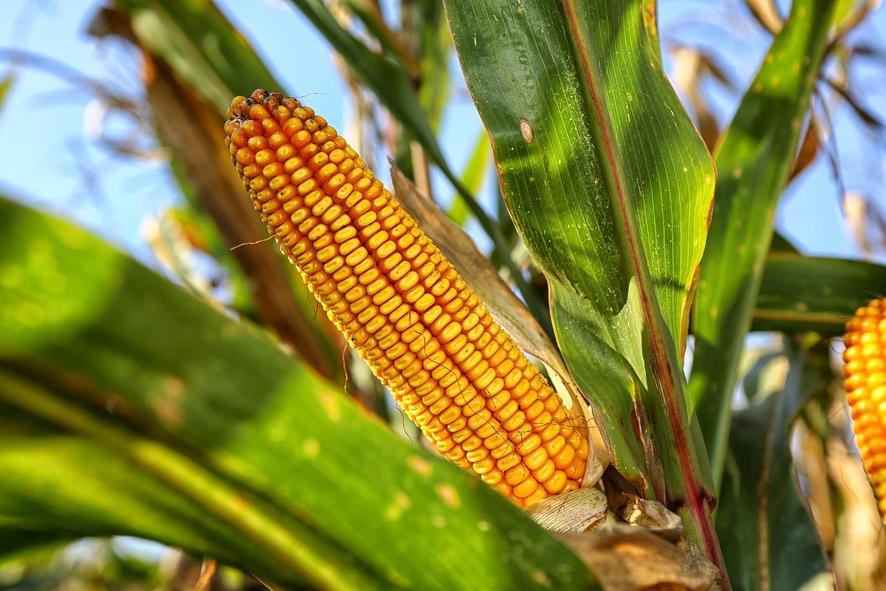 Mercado do milho termina a 3ª com altas em Chicago com ataque entre Rússia e Ucrânia influenciando grãos