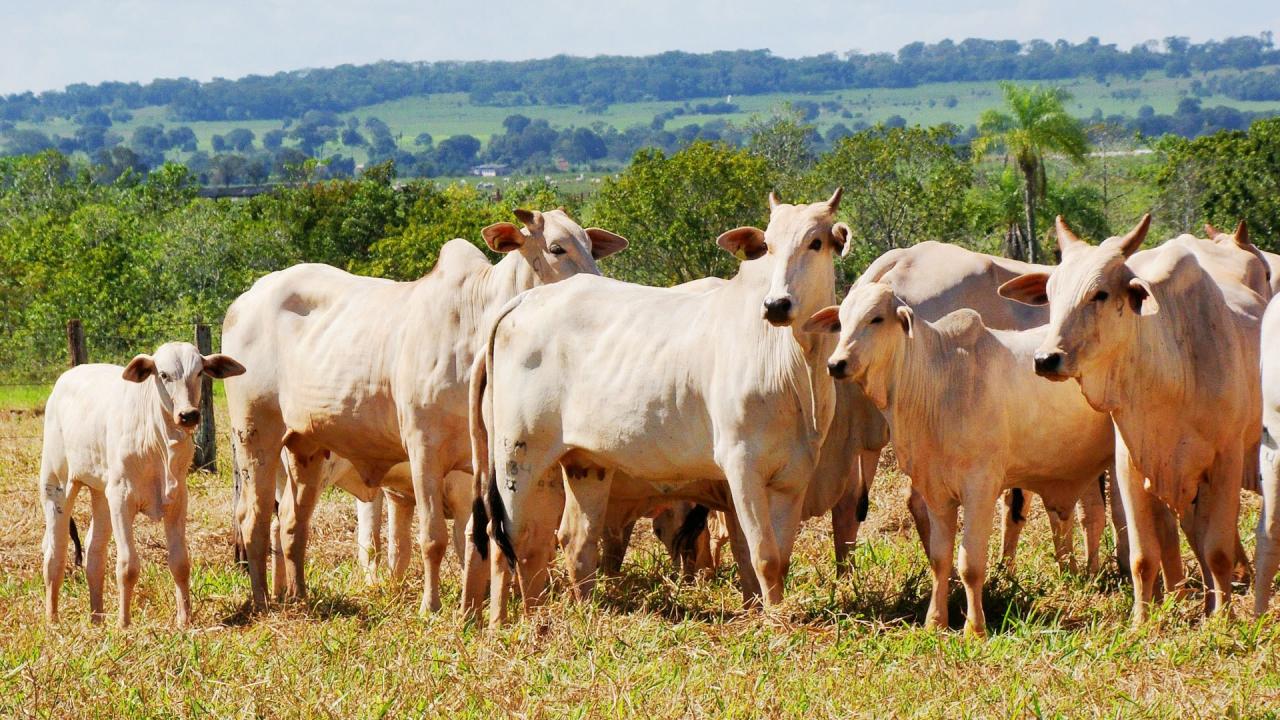 Mercado físico do boi gordo abre a semana com morosidade nos negócios