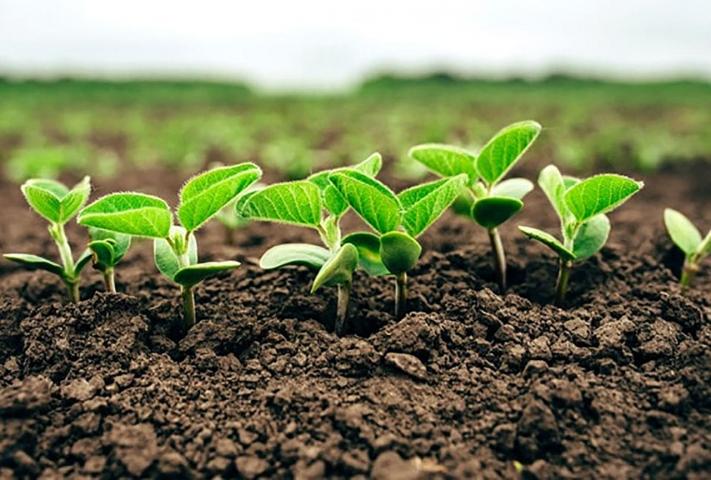 Região sul de MS tem o maior índice de área de soja semeada