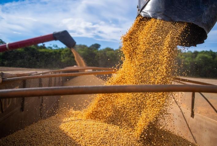 Sem interesse das empresas, mercado de soja trava no Brasil