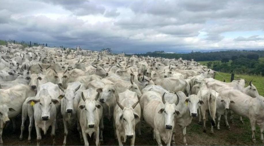 Semana marcada pela leve recuperação nos preços do boi gordo em algumas praças brasileiras