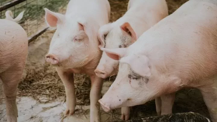Sexta-feira (25) de mercado morno para a suinocultura, com preços estáveis e apenas leve queda para o animal vivo em SC