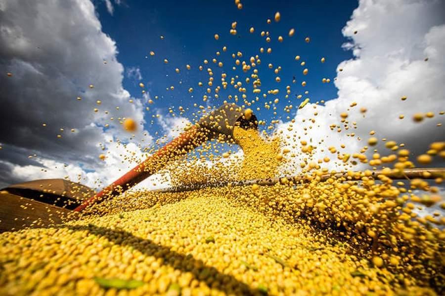 Soja em Chicago tem 4ª feira de baixas de olho na safra da América do Sul e queda nos grãos