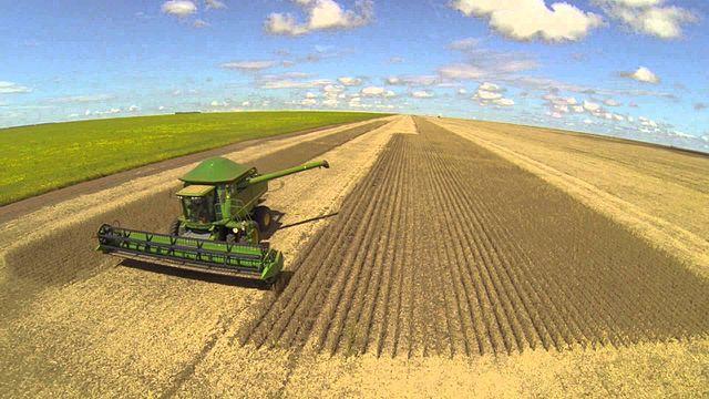 Soja: Plantio brasileiro se aproxima de 92% da área, afirma Pátria Agronegócios