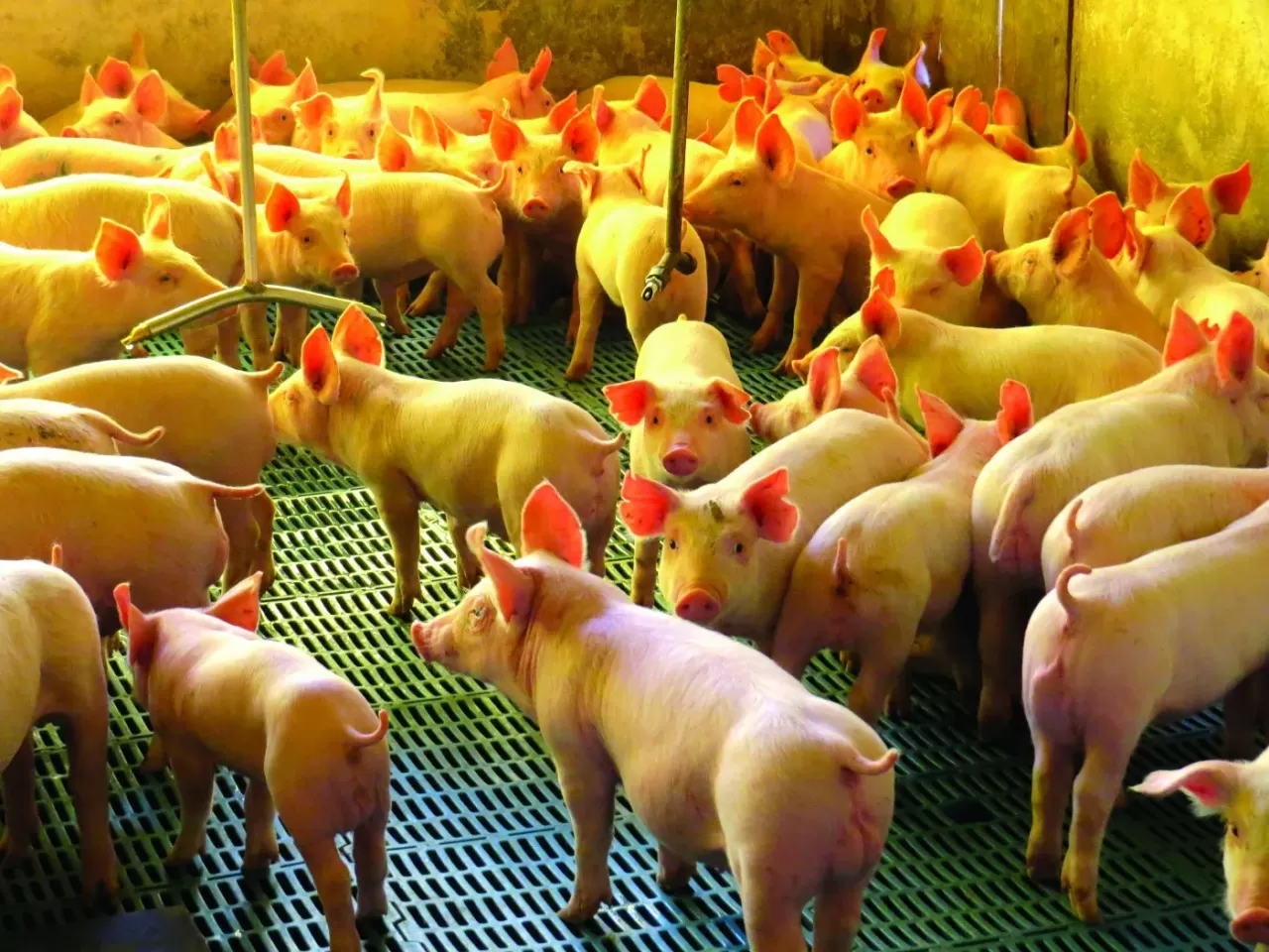 Suínos: arroba do animal no mercado paulista sobe nesta segunda-feira (14) e chega a R$ 135,00/R$ 137,00