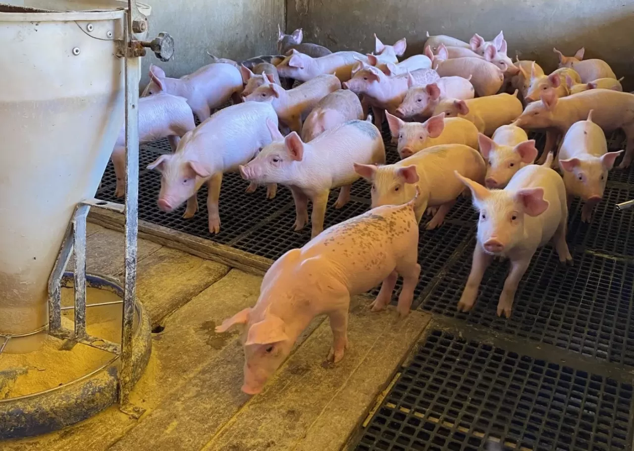 Suínos: mercado em estabilidade total nesta segunda-feira (21)