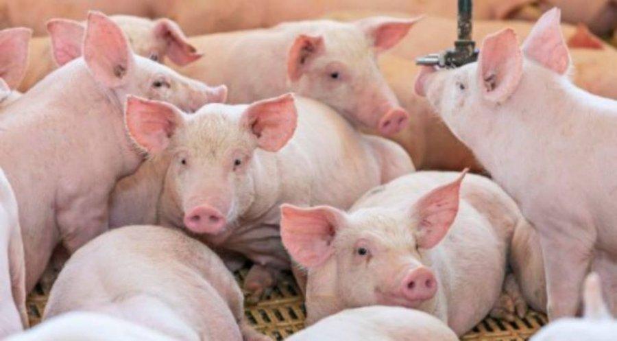 Suínos: mercado registra leves altas para o animal vivo nesta terça-feira (22)
