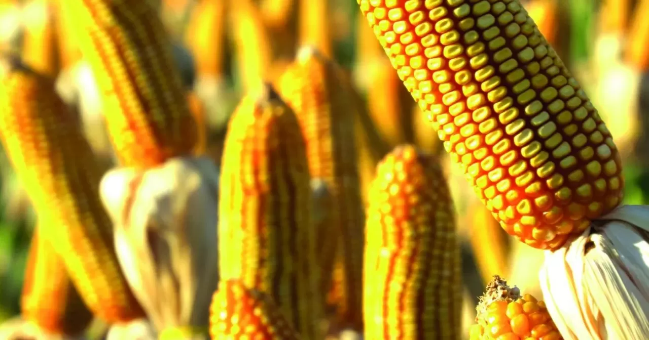 Ucrânia segue exportando grãos e futuros do milho cedem nesta 3ªfeira